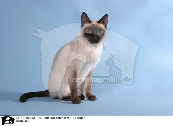 sitzende Thaikatze / sitting cat / RR-06482