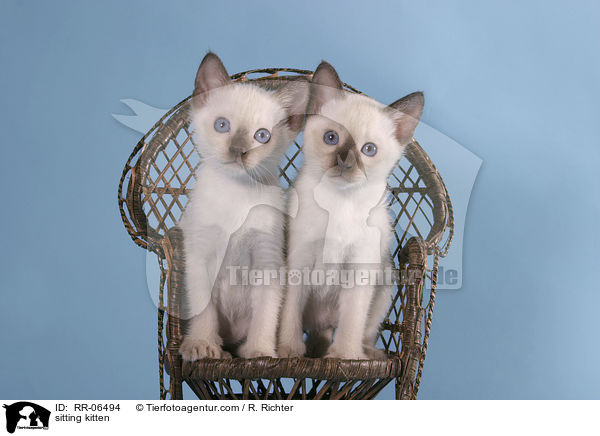 sitting kitten / RR-06494