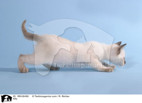 kitty / RR-06498