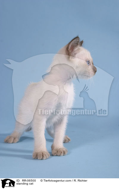 stehende Thaikatze / standing cat / RR-06500