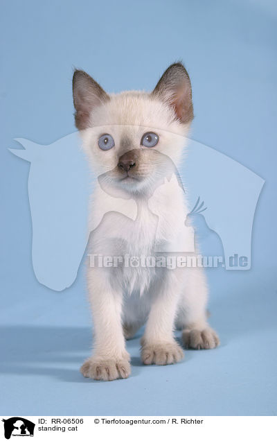 stehende Thaikatze / standing cat / RR-06506