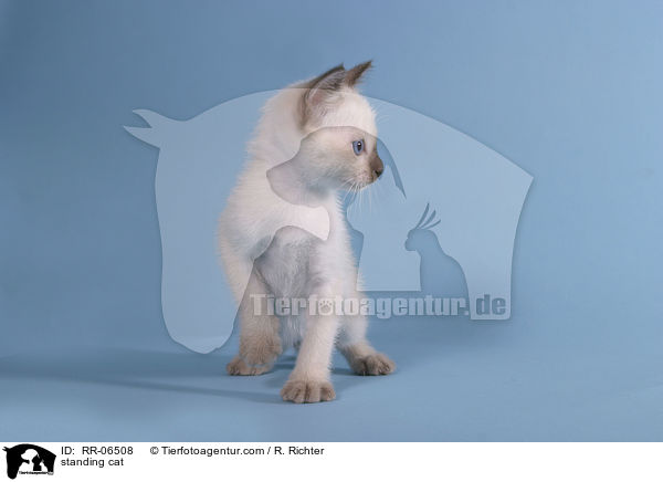 stehende Thaikatze / standing cat / RR-06508