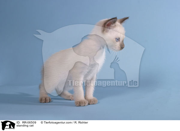 standing cat / RR-06509