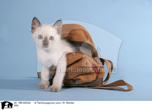 Thaiktzchen / kitty / RR-06526