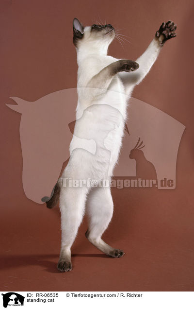 stehende Thaikatze / standing cat / RR-06535