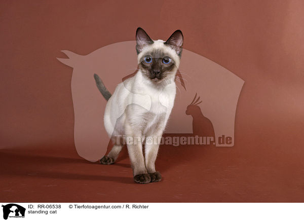 stehende Thaikatze / standing cat / RR-06538