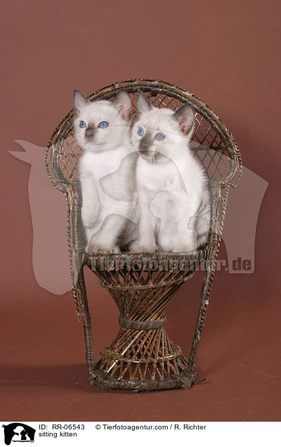 sitzende Thaiktzchen / sitting kitten / RR-06543