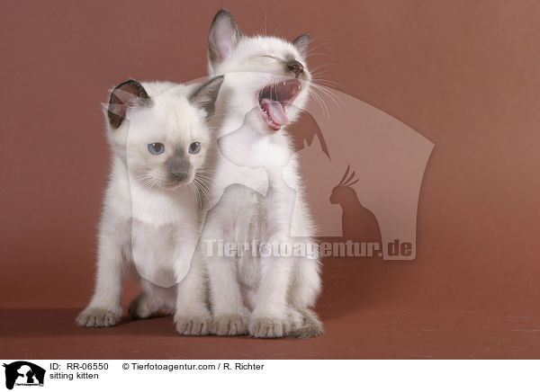 sitzende Thaiktzchen / sitting kitten / RR-06550