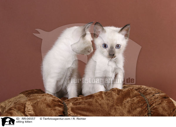 sitzende Thaiktzchen / sitting kitten / RR-06557