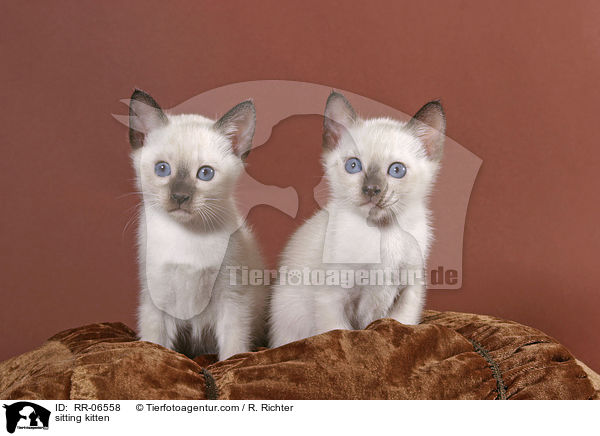 sitzende Thaiktzchen / sitting kitten / RR-06558