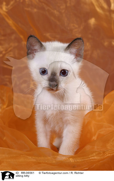 sitzendes Thaiktzchen / sitting kitty / RR-06561