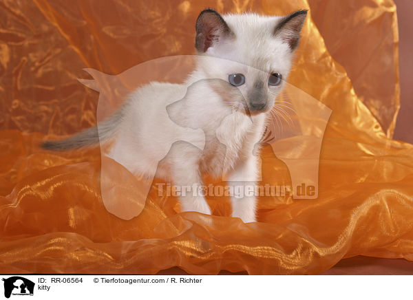 Thaiktzchen / kitty / RR-06564