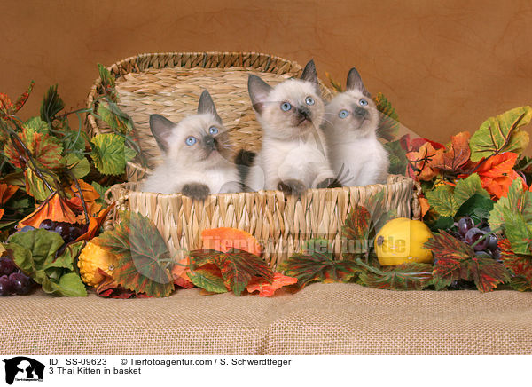 3 Thai Ktzchen in Krbchen / 3 Thai Kitten in basket / SS-09623