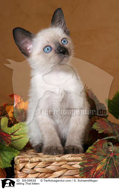 sitzendes Thai Ktzchen / sitting Thai kitten / SS-09629