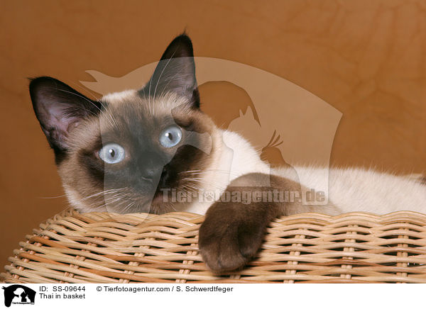 Thai in basket / SS-09644