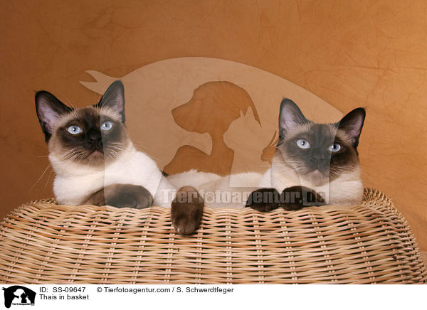 Thais im Krbchen / Thais in basket / SS-09647
