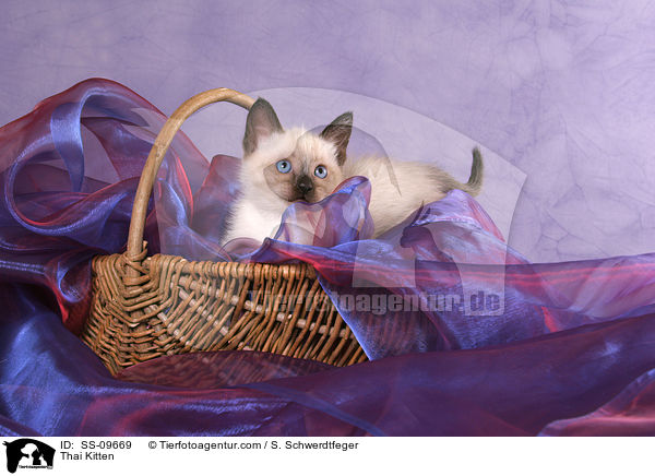 Thai Ktzchen / Thai Kitten / SS-09669