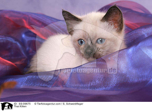 Thai Ktzchen / Thai Kitten / SS-09675