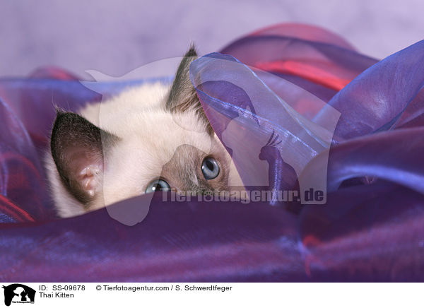 Thai Ktzchen / Thai Kitten / SS-09678