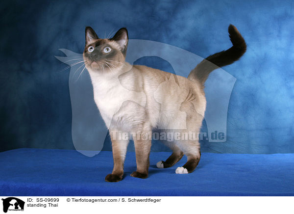 stehende Thai / standing Thai / SS-09699