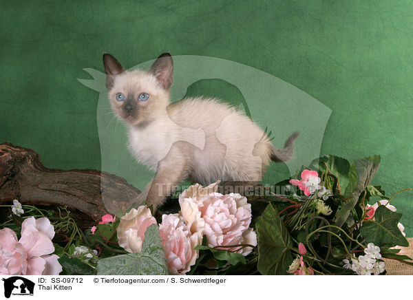 Thai Ktzchen / Thai Kitten / SS-09712