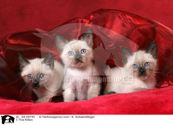 3 Thai Ktzchen / 3 Thai Kitten / SS-09740