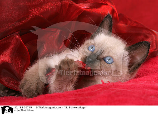 ses Thai Ktzchen / cute Thai Kitten / SS-09745