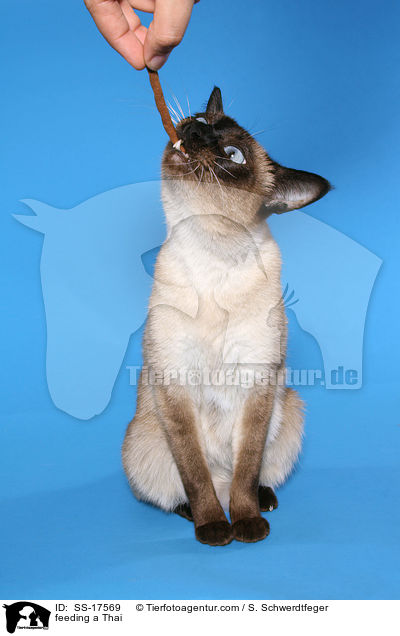 Thai wird gefttert / feeding a Thai / SS-17569