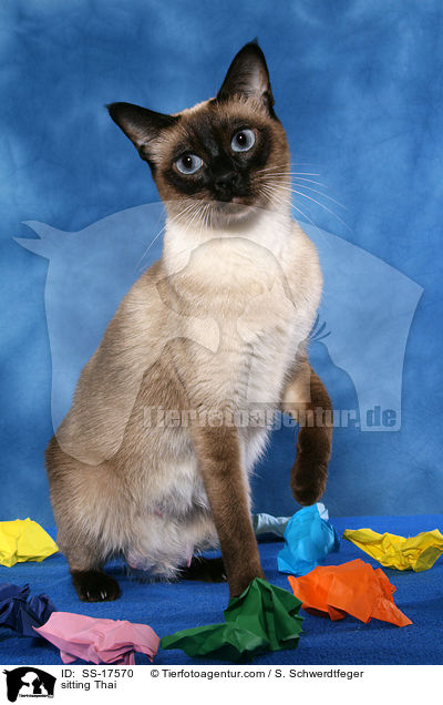 sitzende Thaikatze / sitting Thai / SS-17570