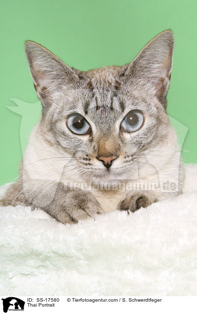 Thaikatze Portrait / Thai Portrait / SS-17580