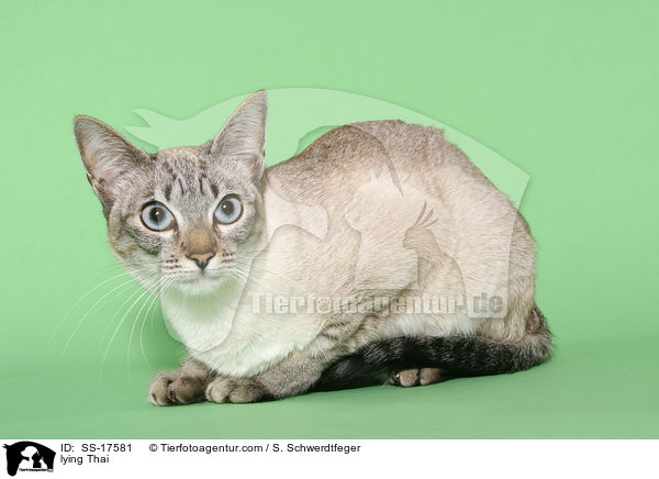 liegende Thai / lying Thai / SS-17581