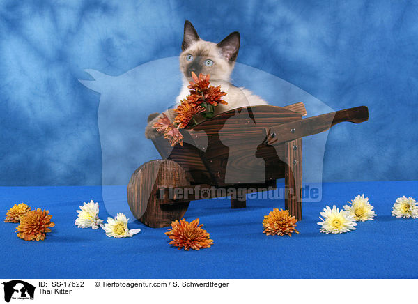 Thai Ktzchen / Thai Kitten / SS-17622