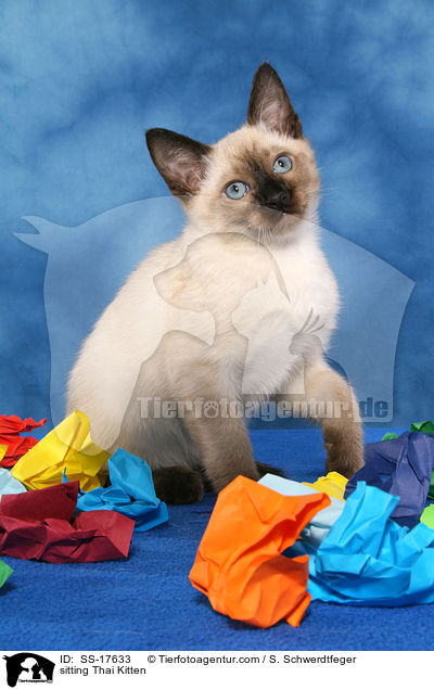 sitzendes Thai Ktzchen / sitting Thai Kitten / SS-17633