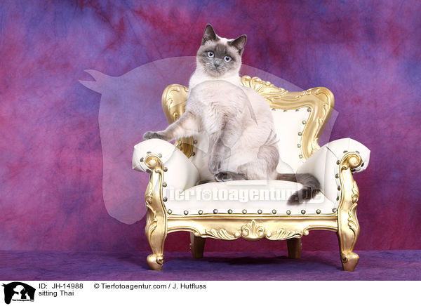 sitzende Thai / sitting Thai / JH-14988