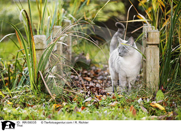 Thai / Thai / RR-58035