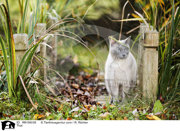 Thai / Thai / RR-58036