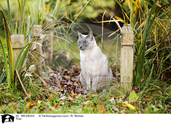 Thai / Thai / RR-58044