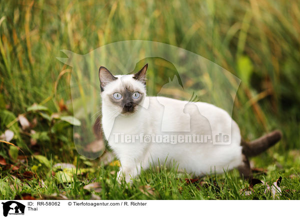 Thai / Thai / RR-58062