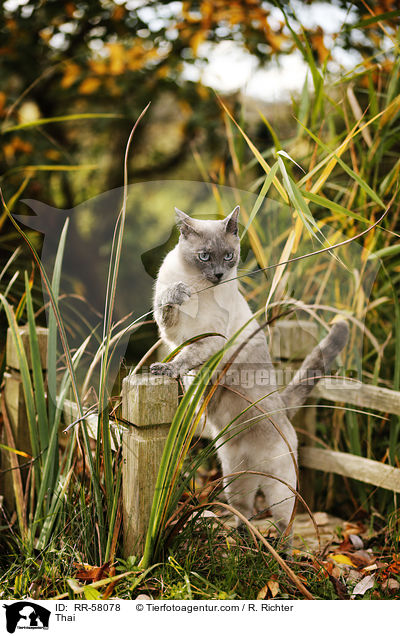 Thai / Thai / RR-58078