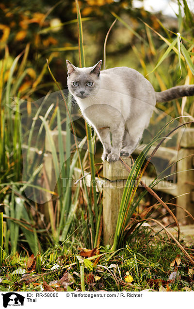 Thai / Thai / RR-58080