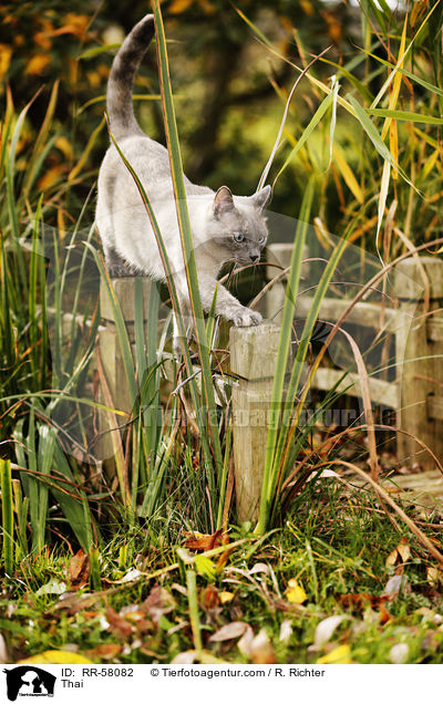 Thai / Thai / RR-58082