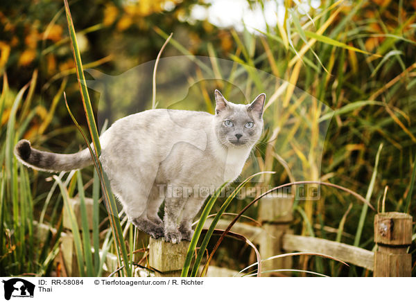 Thai / Thai / RR-58084