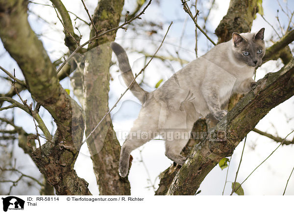 Thai / Thai / RR-58114