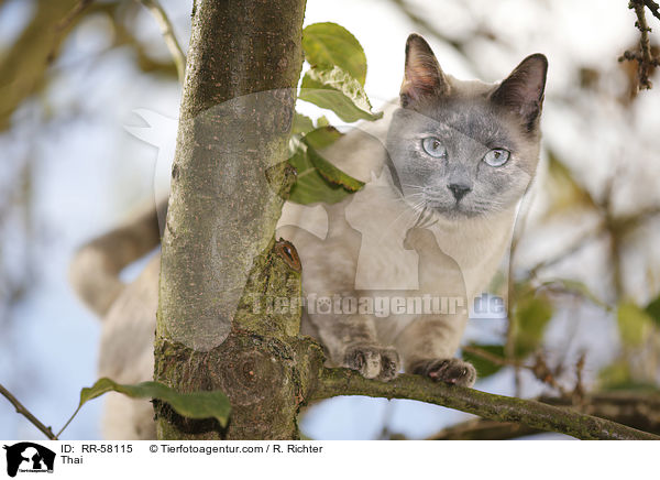 Thai / Thai / RR-58115