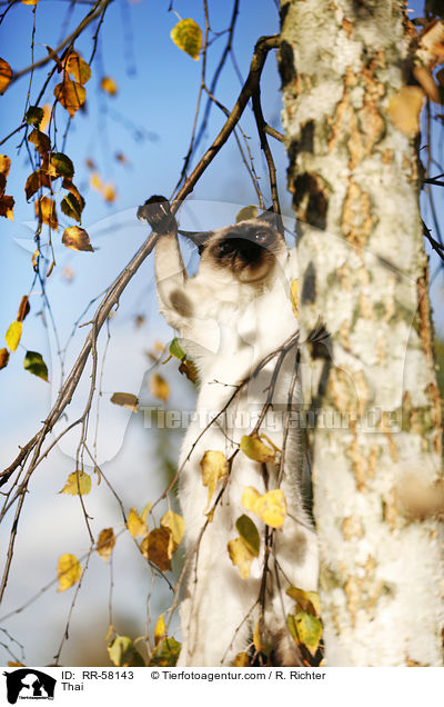 Thai / Thai / RR-58143