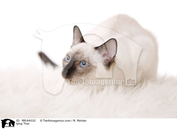 liegende Thai / lying Thai / RR-64032