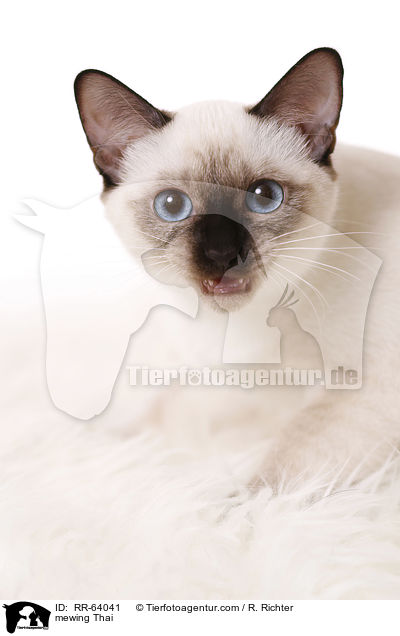 miauende Thai / mewing Thai / RR-64041