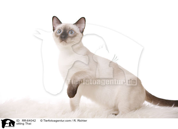 sitzende Thai / sitting Thai / RR-64042