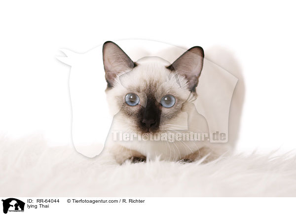 liegende Thai / lying Thai / RR-64044