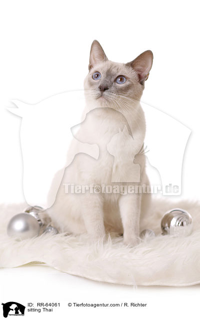sitzende Thai / sitting Thai / RR-64061